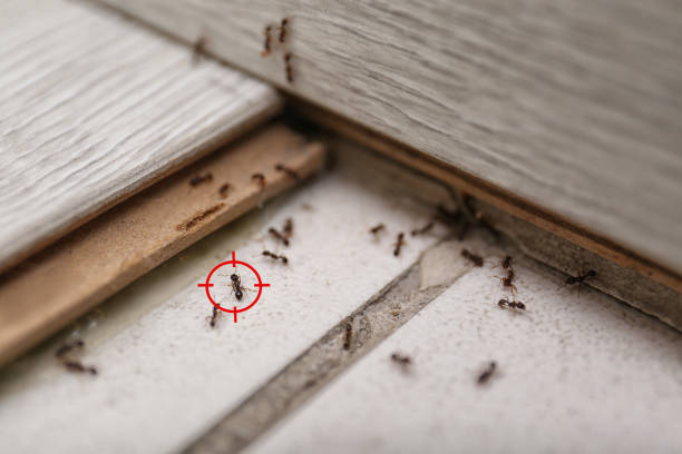 Wurtland, KY Pest Control Company
